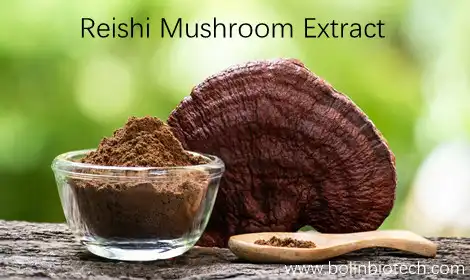 What is Reishi Mushroom Extract? Understanding Grades, Potency, and Applications